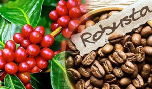 Giá cà phê hôm nay 11/1: Thế giới và trong nước cùng tăng nhẹ