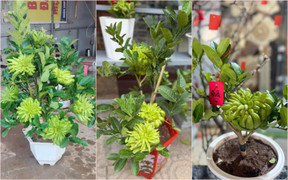 Chưa đến Tết, phật thủ bonsai độc lạ đã 'cháy' hàng