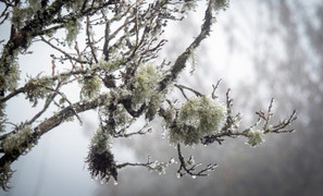 Tuần tới miền Bắc đón không khí lạnh tăng cường, trời rét kéo dài