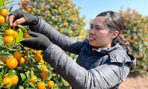 Thủ phủ quất Tết Nam Định tấp nập, cây cảnh giá cao vẫn đắt hàng