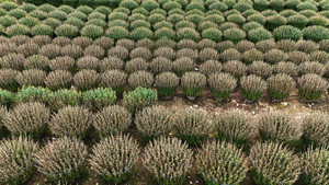 Hàng trăm chậu hoa cúc Tết tại Bình Định chết cháy khó hiểu