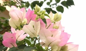 Ý nghĩa phong thuỷ của hoa giấy sakura