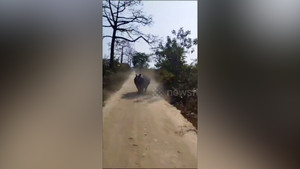 Thót tim cảnh tê giác truy đuổi ô tô chở du khách ở Ấn Độ