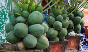 Nhà giàu Hà Nội chi hàng chục triệu đồng mua đu đủ bonsai trĩu quả chơi Tết