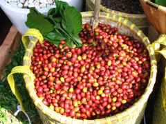 Giá cà phê hôm nay 16/1: Trong nước tiếp tục giảm, thế giới tăng