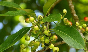 Một số bài thuốc từ lá vối