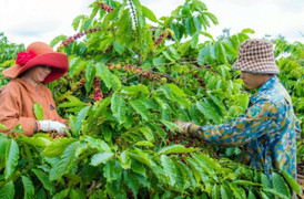 Giá cà phê hôm nay 18/1: Trong nước tăng, thế giới giảm