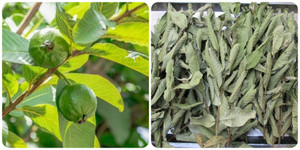 7 tác dụng tuyệt vời của lá ổi với sức khoẻ