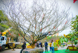 Chiêm ngưỡng cây mai cổ thụ tiền tỷ tại chợ hoa xuân Đắk Lắk