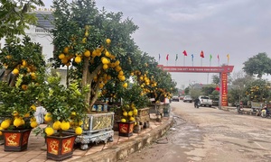 Tết ở làng hoa cây cảnh lâu đời nhất miền Bắc