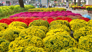 Công viên trung tâm TP.HCM tràn ngập hoa Tết, giá từ vài trăm nghìn đồng