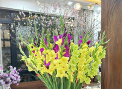 Cách chọn hoa lay ơn bền đẹp