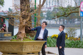 Những gốc hoàng mai có giá bạc tỷ ở cố đô Huế 