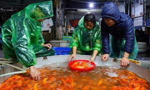 Xuyên đêm mua bán cá chép đỏ cho ngày cúng ông Công, ông Táo