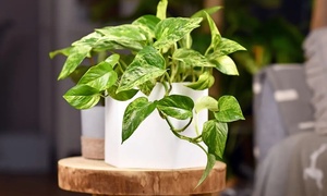 Người mệnh nào hợp trồng cây trầu bà nhất?