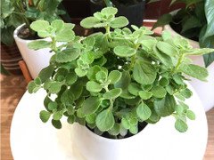 Loại cây được ví như mèo thần Tài mang đến may mắn, tài lộc