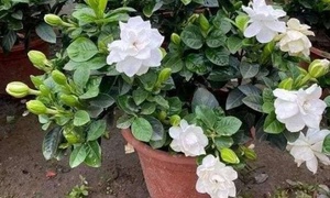 Tại sao nhiều người kiêng tặng cây dành dành làm quà?