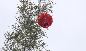 Ý nghĩa và nghi thức dựng cây nêu ngày Tết