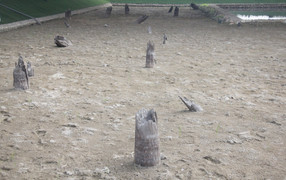 Hiện trạng Khu bảo tồn bãi cọc Cao Quỳ sau 5 năm được khai quật