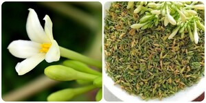 6 tác dụng tuyệt vời của hoa đu đủ đực với sức khoẻ