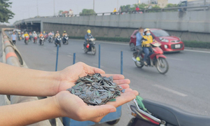 Rải đinh trên đường bị phạt bao nhiêu tiền?
