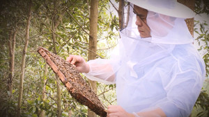 Nuôi ong trong thùng kế theo kiểu du mục ở Hà Nội 