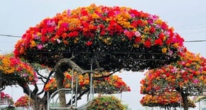 Ý nghĩa phong thủy của hoa giấy Mỹ