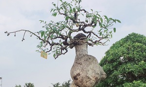 ‘Cóc ghẻ’ lên chậu thành bonsai hàng trăm triệu đồng