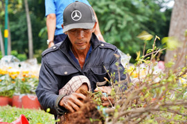 TP.HCM: Xả lỗ không ai mua, tiểu thương bỏ hoa, vứt chậu về quê đón giao thừa