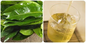 Uống nước vối mỗi ngày có tốt cho sức khoẻ?