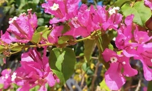 Vì sao trồng hoa giấy trong nhà bị coi là điều đại kỵ?