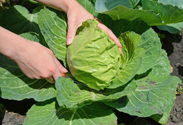 Bài thuốc từ bắp cải