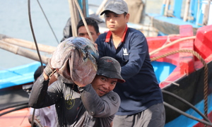 Chuyến biển đầu năm bội thu, ngư dân Phú Yên 'oằn vai' cõng cá ngừ đại dương