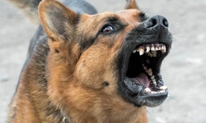 Bé trai bị chó cắn suýt mất tai