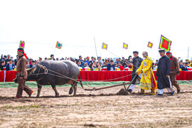 Lão nông 75 tuổi đóng vai vua xuống ruộng đi cày trong lễ hội Tịch điền