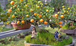 Cách chăm cây quất Tết tươi lâu, không rụng quả, héo lá