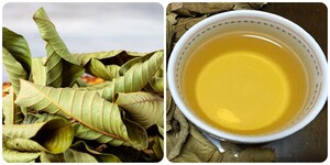 Uống nước lá ổi mỗi ngày có tốt cho sức khoẻ?