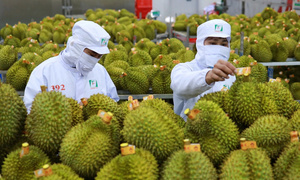 Nhiều xe sầu riêng Việt Nam thông quan sang Trung Quốc dịp đầu năm