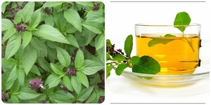 Uống nước húng quế mỗi ngày có tốt cho sức khoẻ?