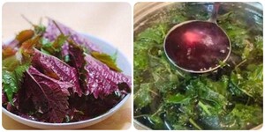 Lá tía tô chữa được những bệnh gì?