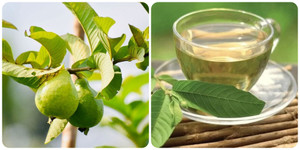 7 lợi ích tuyệt vời của lá ổi với sức khoẻ