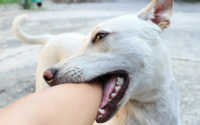 Nhiều trẻ bị chó mèo cắn trong 9 ngày nghỉ Tết Nguyên đán