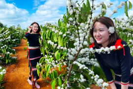 Ngắm hoa cà phê phủ trắng vùng nắng gió Tây Nguyên