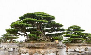 Ngắm ‘siêu cây’ cổ thụ ở Nam Định, người có tiền cũng khó mua