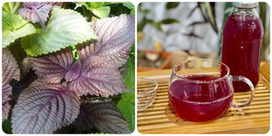 8 công thức nấu nước lá tía tô uống phòng và chữa bệnh