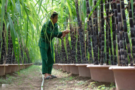 Tỉnh nào là xứ sở mía đường của Việt Nam?