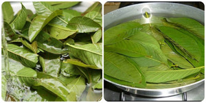 Bác sĩ khuyên 9 nhóm người nên thường xuyên uống nước lá ổi