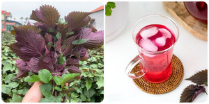 Một ngày nên uống bao nhiêu nước tía tô?