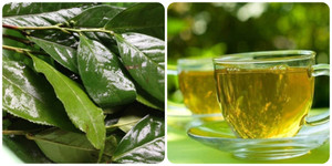 Uống lá chè xanh tươi có tác dụng gì với sức khoẻ?