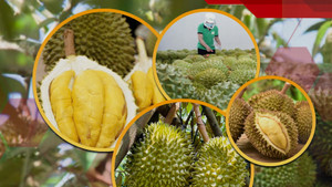 Vì sao người Hà Nội đang được mua sầu riêng với giá rẻ giật mình?